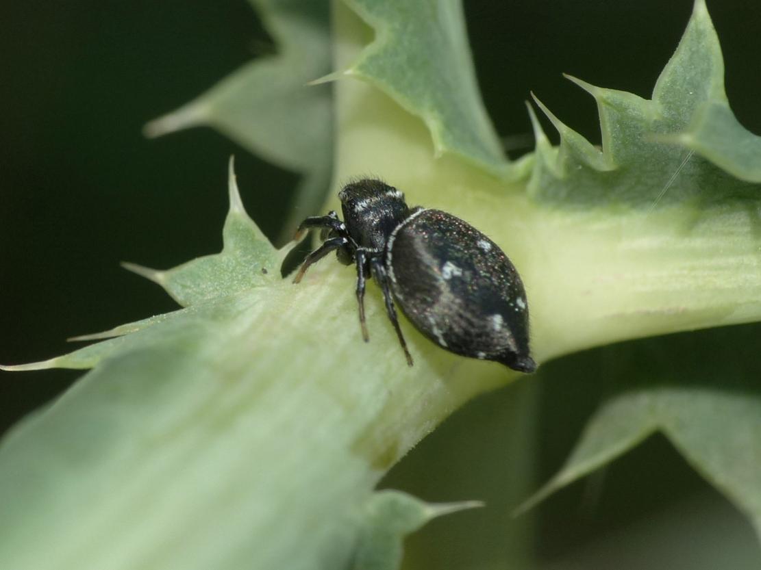 Heliophanus sp. - Tolfa (RM)